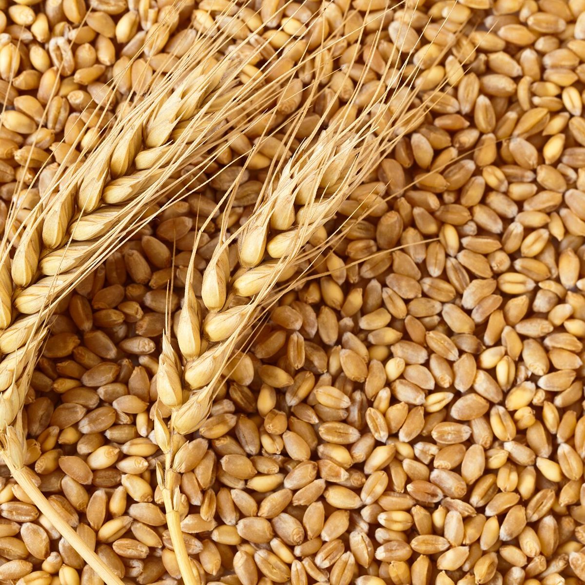 Wheat